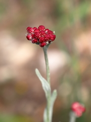 Helichrysum sanguineum