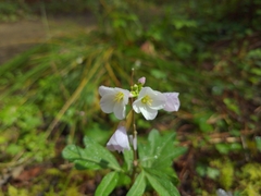 Cardamine nuttallii
