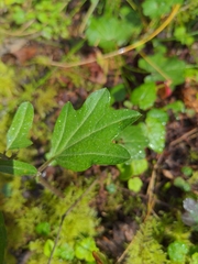 Cardamine nuttallii