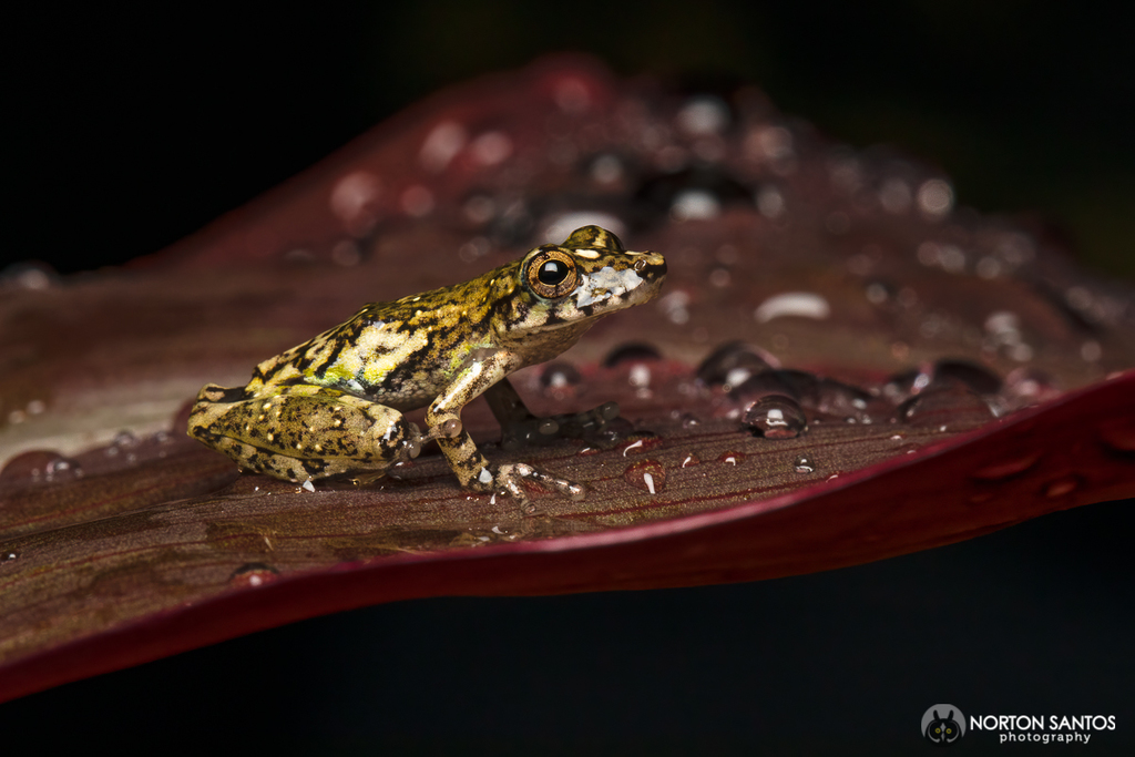 Rio Mutum Snouted Treefrog