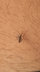 Aedes aegypti
