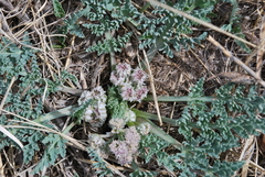 Vesper montanus