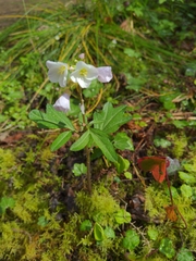 Cardamine nuttallii