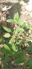 Malvaceae