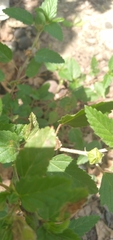 Malvaceae