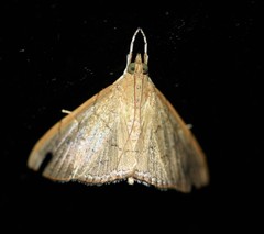 Hyalobathra crenulata