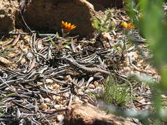 Pedioplanis lineoocellata