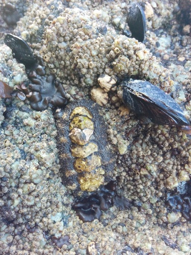 Nuttallina californica