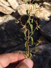 Brickellia brachyphylla