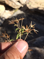 Brickellia brachyphylla