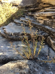 Brickellia brachyphylla