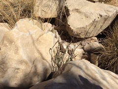 Polygala scoparioides