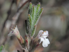Micromeria lanata