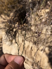 Polygala scoparioides