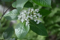 Viburnum cassinoides image