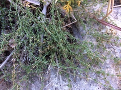 Galium microphyllum