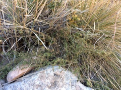 Galium microphyllum