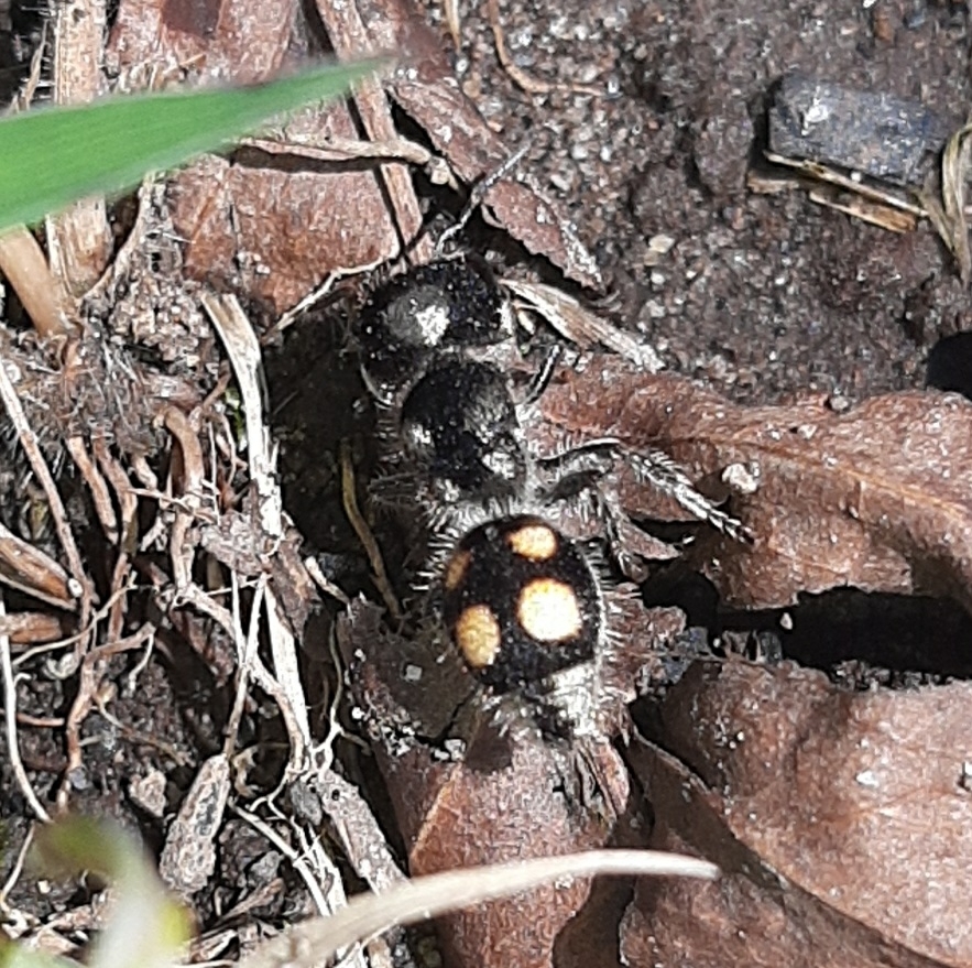 Pseudomethoca hilaris