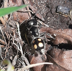 Pseudomethoca hilaris