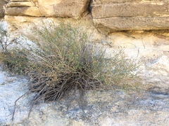 Baccharis havardii