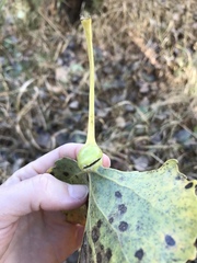 Pemphigus obesinymphae