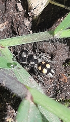 Pseudomethoca hilaris