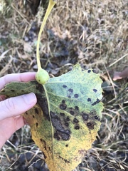 Pemphigus obesinymphae