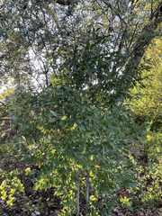 Magnoliopsida