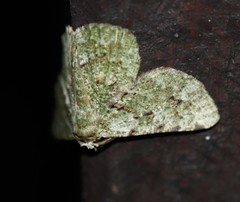 Aeolochroma viridicata