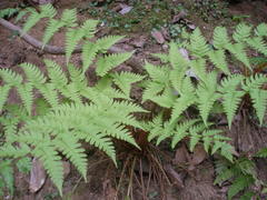 Dryopteris lacera