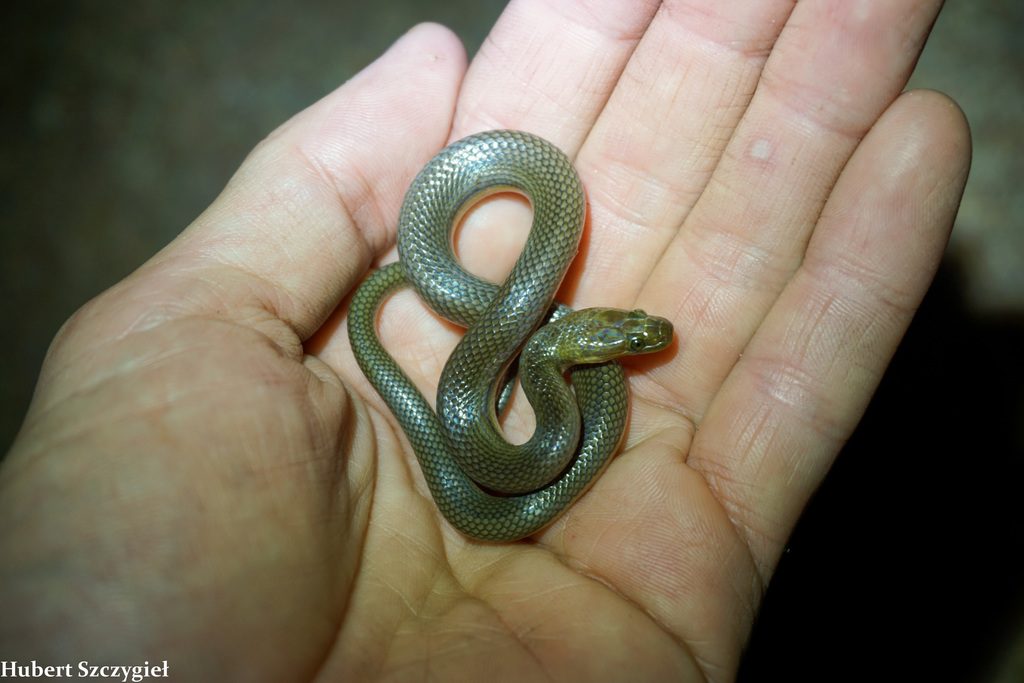Tanganyika Water Snake