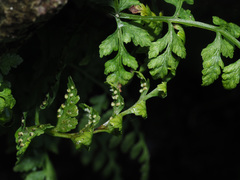 Cystopteris diaphana