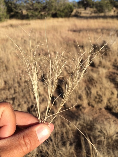 Havard's threeawn (Aristida havardii)