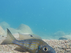 Dewindt's Cichlid photo 4