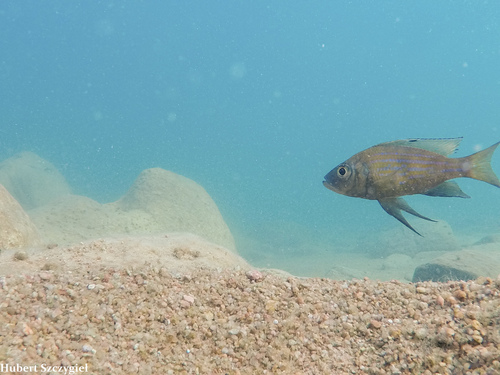 Tanganyika featherfin (Aulonocranus dewindti) — Cichlidae — 4