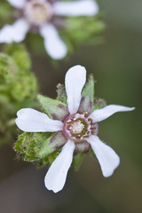 Horkelia cuneata