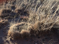 Muhlenbergia torreyi