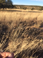 Muhlenbergia torreyi