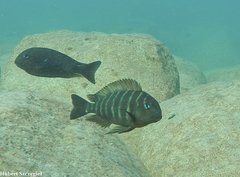 Blue-Eyed Tropheus photo 5