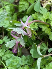 Corydalis pumila