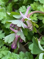 Corydalis pumila