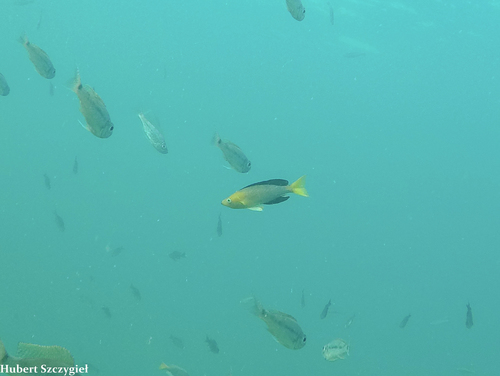 Cyprichromis coloratus
