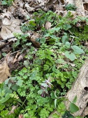 Corydalis pumila