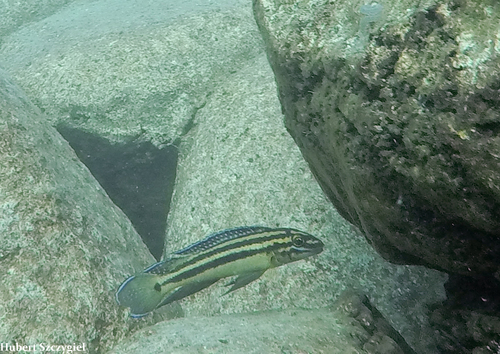Julidochromis marksmithi