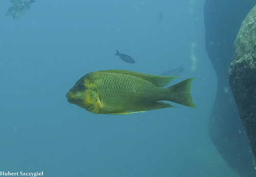 Petrochromis ephippium
