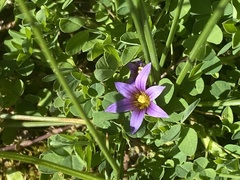 Romulea ramiflora ramiflora