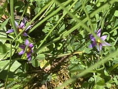 Romulea ramiflora ramiflora