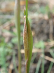 Alopecurus vaginatus