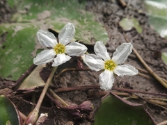 Nymphoides hydrophylla