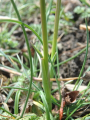 Alopecurus vaginatus